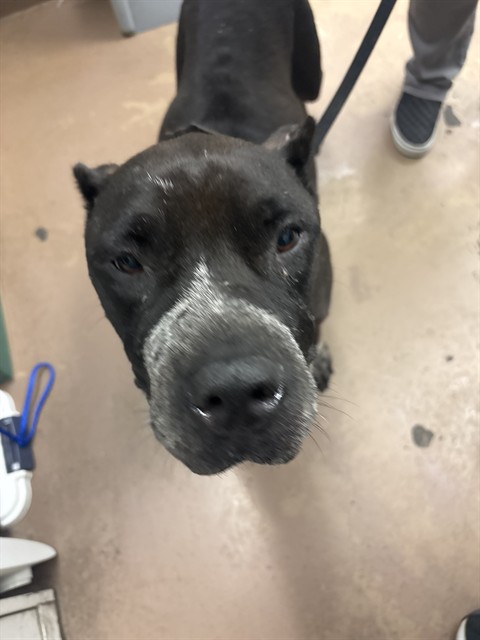 American Pit Bull Terrier at Chicago Animal Care and Control