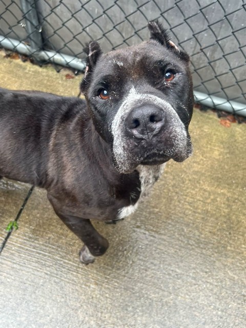 Gretchen, adoptable American Pit Bull Terrier at Chicago Animal Care and Control