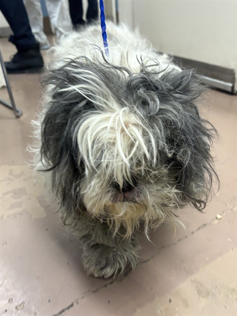 Bj at Chicago Animal Care and Control