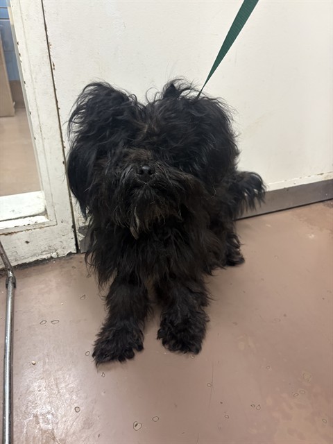 Shih Tzu at Chicago Animal Care and Control