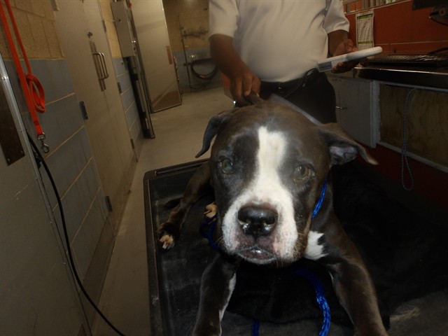 Bulldog at Chicago Animal Care and Control