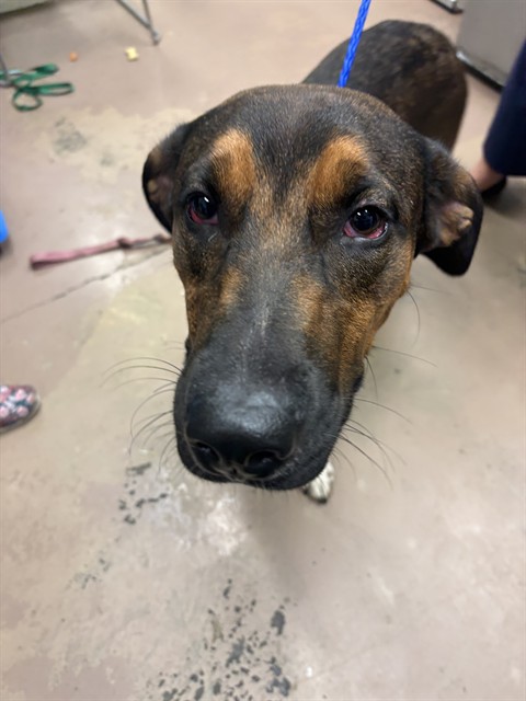 American Pit Bull Terrier / Bull Terrier / German Shepherd Dog at Chicago Animal Care and Control