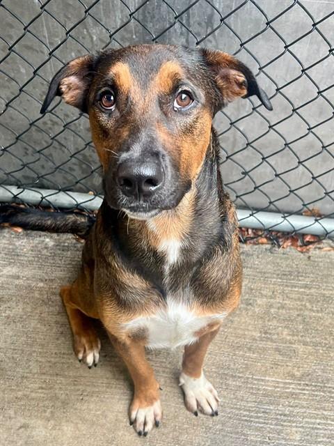 Baxley, adoptable American Pit Bull Terrier / Bull Terrier / German Shepherd Dog at Chicago Animal Care and Control