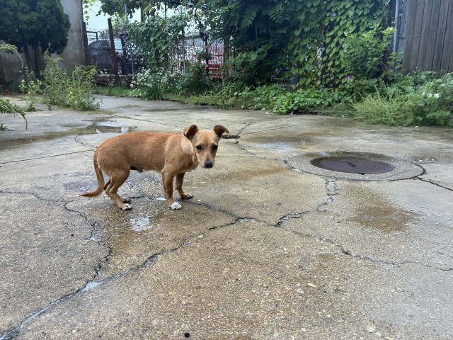 Chihuahua at Chicago Animal Care and Control