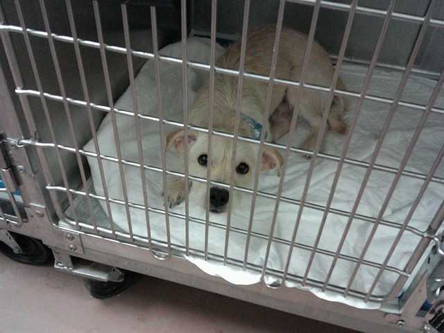 Dog A321210 at Chicago Animal Care and Control