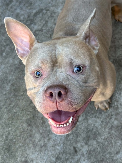 Hornswoggle, adoptable American Pit Bull Terrier at Chicago Animal Care and Control