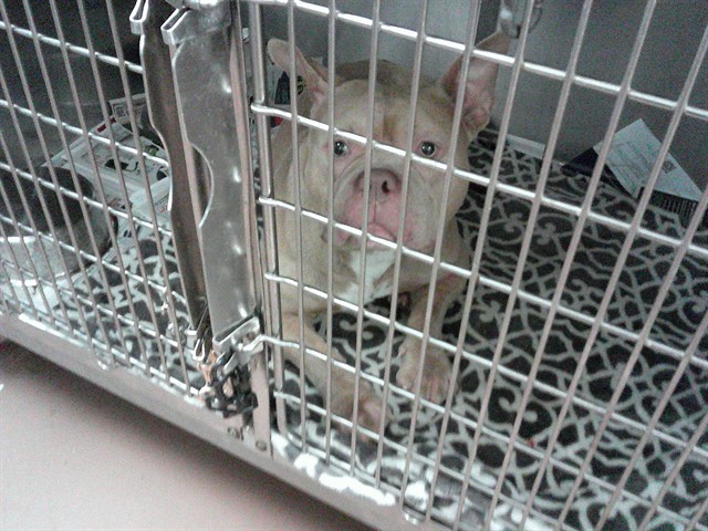 American Pit Bull Terrier at Chicago Animal Care and Control