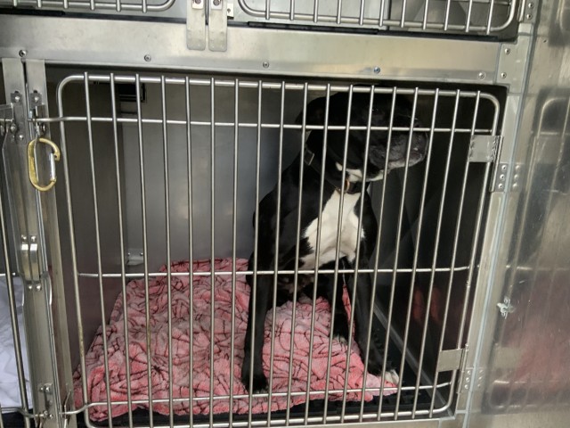 American Pit Bull Terrier at Chicago Animal Care and Control