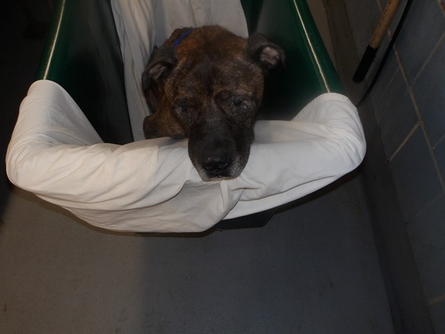 American Pit Bull Terrier at Chicago Animal Care and Control