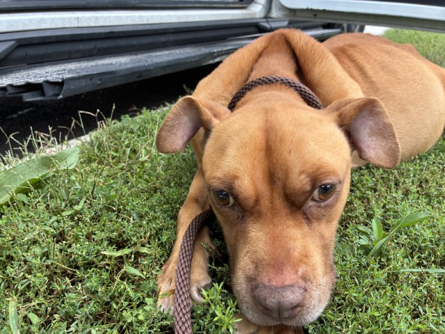 American Pit Bull Terrier / Basset Hound / Bull Terrier at Chicago Animal Care and Control