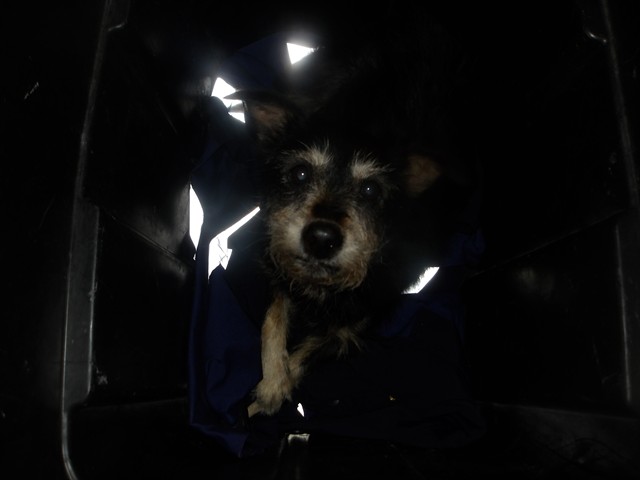Dog A321226 at Chicago Animal Care and Control