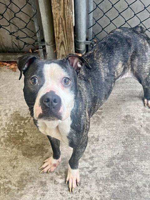 Dora at Chicago Animal Care and Control