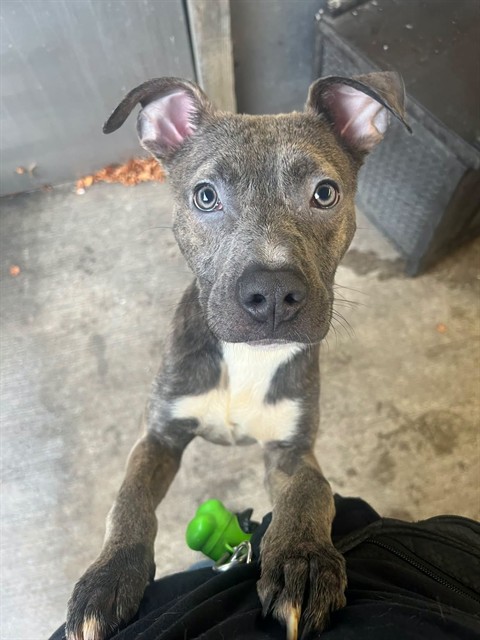 Diego at Chicago Animal Care and Control