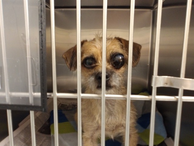 Yorkshire Terrier at Chicago Animal Care and Control