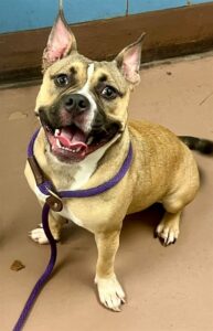 Remi, adoptable American Pit Bull Terrier at Chicago Animal Care and Control
