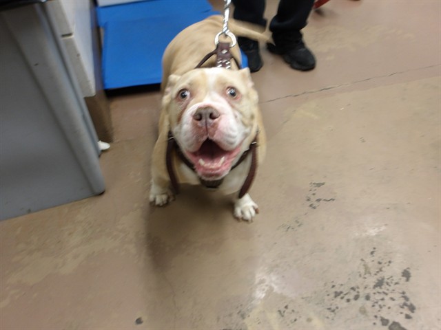 Gordita at Chicago Animal Care and Control