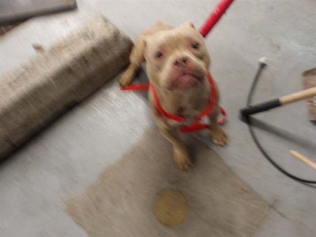 Carina at Chicago Animal Care and Control