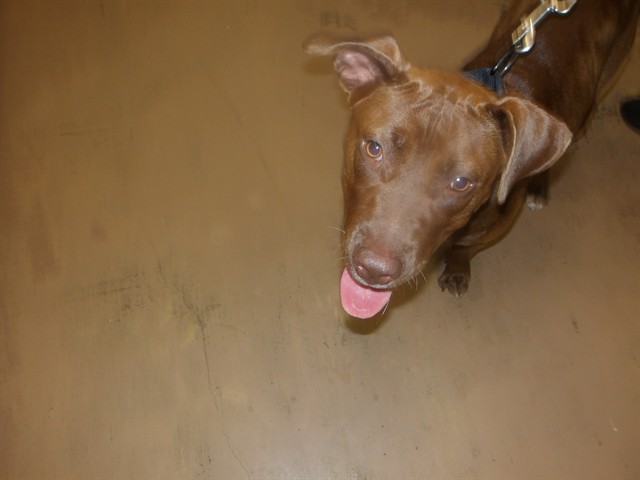 Coco at Chicago Animal Care and Control