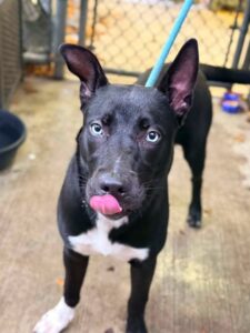 Sasza, adoptable dog at Chicago Animal Care and Control