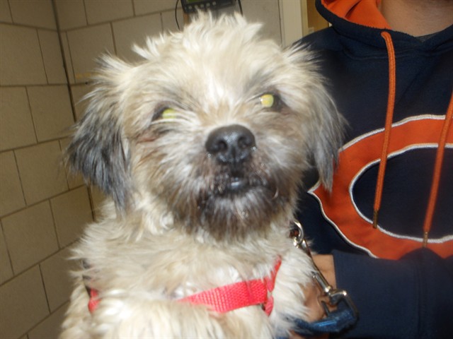 Yorkshire Terrier at Chicago Animal Care and Control