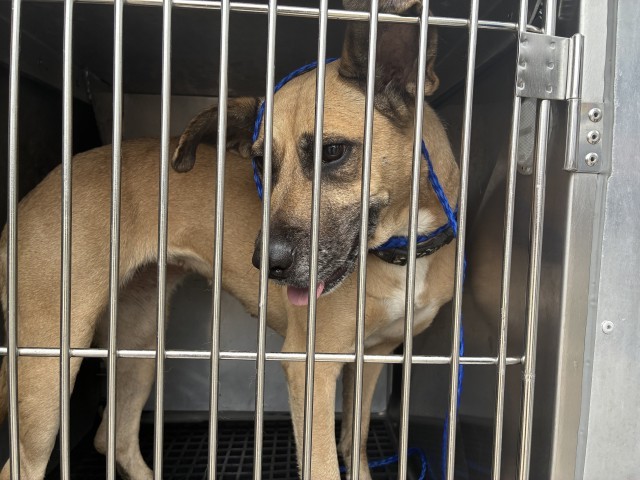American Pit Bull Terrier at Chicago Animal Care and Control