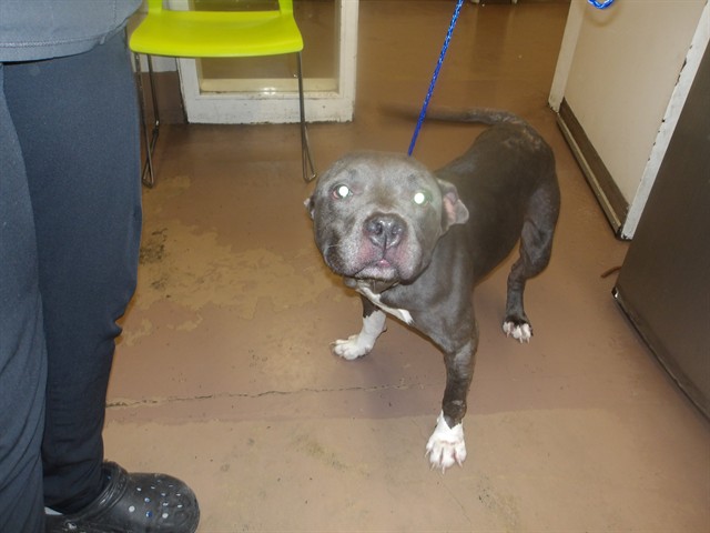 American Pit Bull Terrier at Chicago Animal Care and Control