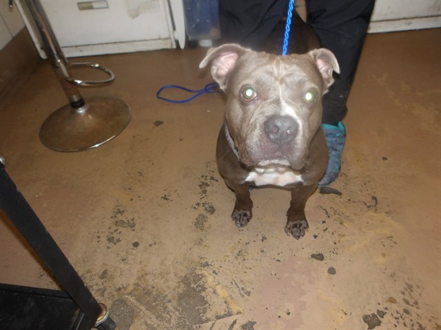 American Pit Bull Terrier at Chicago Animal Care and Control