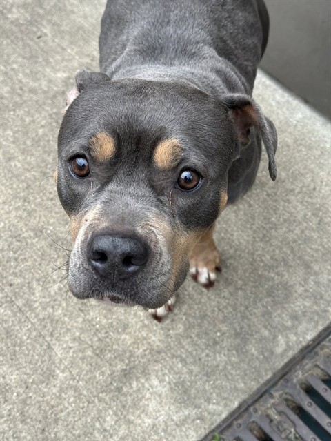 Tully at Chicago Animal Care and Control