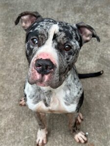 Neptune, adoptable American Pit Bull Terrier at Chicago Animal Care and Control