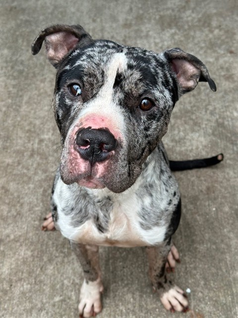 Neptune at Chicago Animal Care and Control