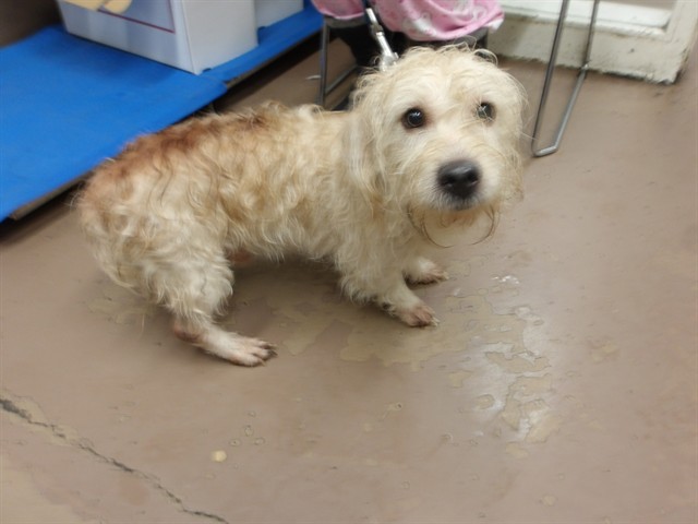 Dog A321313 at Chicago Animal Care and Control