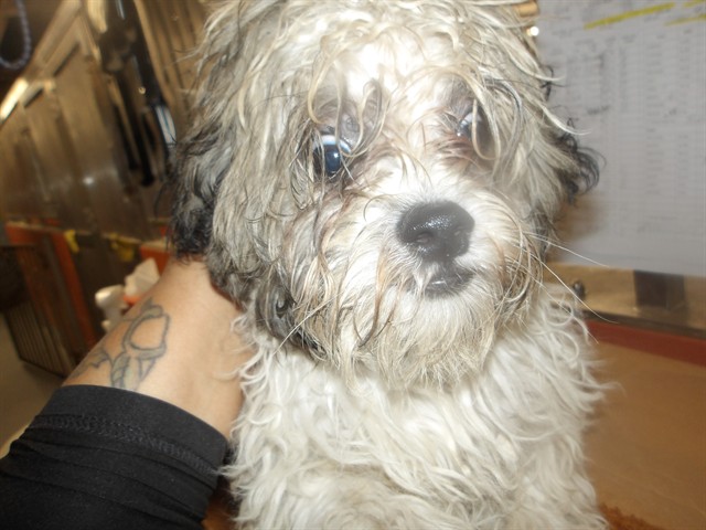 Caramelo at Chicago Animal Care and Control