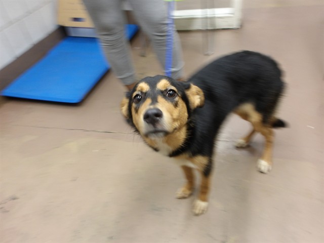 German Shepherd Dog at Chicago Animal Care and Control