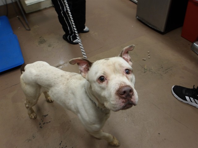 American Pit Bull Terrier at Chicago Animal Care and Control