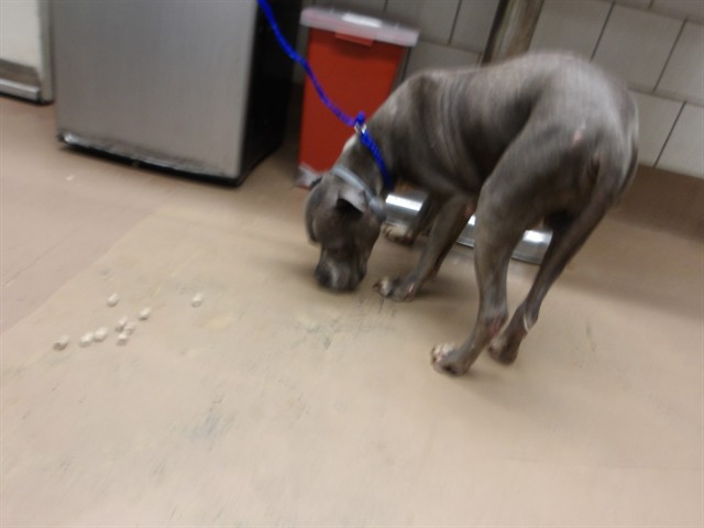 American Pit Bull Terrier at Chicago Animal Care and Control