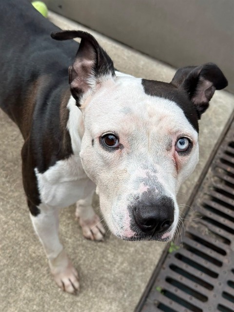 Navi at Chicago Animal Care and Control