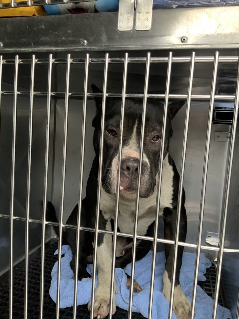 Mcmullen at Chicago Animal Care and Control