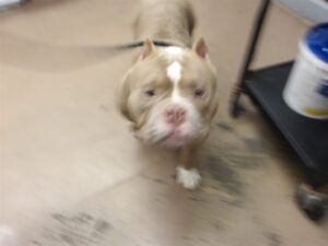 Raiden, adoptable American Staffordshire Terrier at Chicago Animal Care and Control