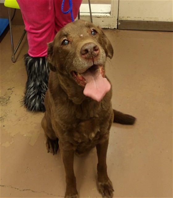 Coco at Chicago Animal Care and Control