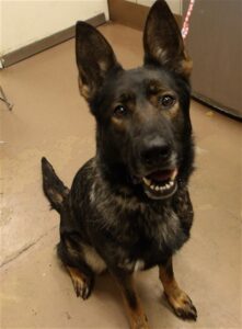 Rain, adoptable German Shepherd Dog at Chicago Animal Care and Control