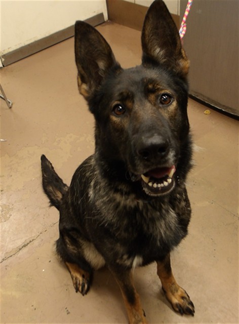 Rain, adoptable German Shepherd Dog at Chicago Animal Care and Control