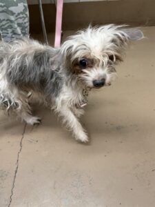 Angel, adoptable Shih Tzu at Chicago Animal Care and Control