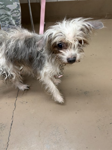 Angel at Chicago Animal Care and Control