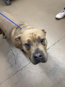 Biscotti, adoptable American Staffordshire Terrier at Chicago Animal Care and Control