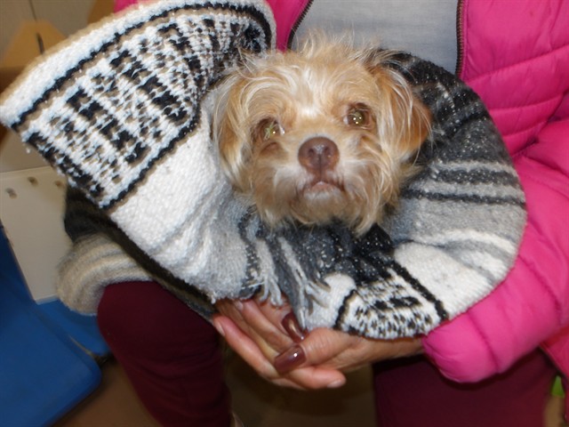 Yorkshire Terrier at Chicago Animal Care and Control