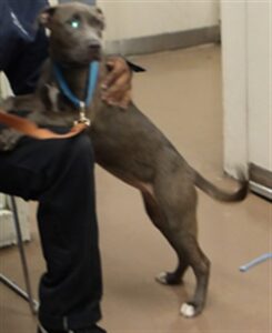 Teaspoon, adoptable American Pit Bull Terrier at Chicago Animal Care and Control