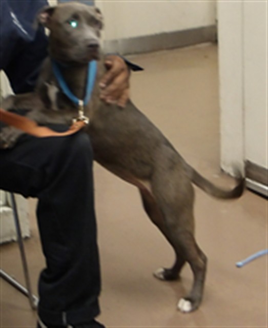 Teaspoon at Chicago Animal Care and Control — photo 2