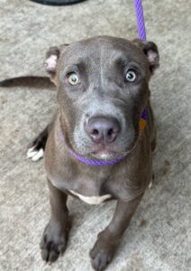 Teaspoon, adoptable American Pit Bull Terrier at Chicago Animal Care and Control