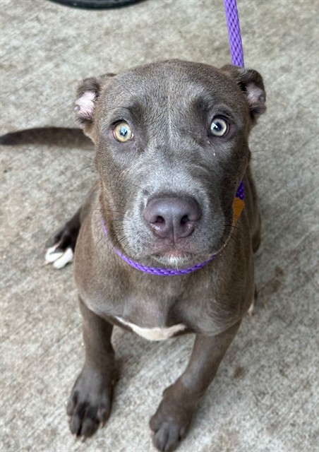 Teaspoon at Chicago Animal Care and Control — photo 1