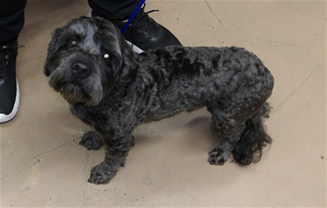 Clark Kent at Chicago Animal Care and Control